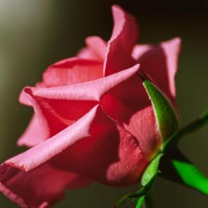 ���� ��������: 