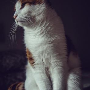 ����: 