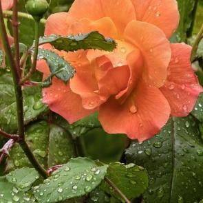 ����: �����������
