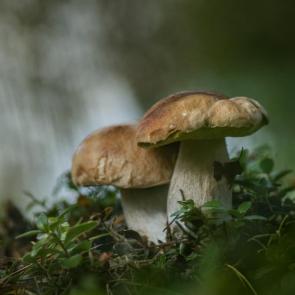 ����: ����� ���� ������ (���. Boletus edulis) 