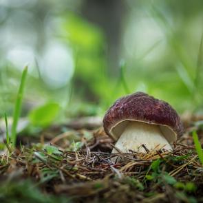 ����: ����� ���� �������� (���. Boletus pinoph