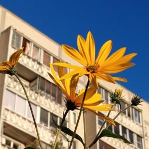 ����: ���������� �� ����