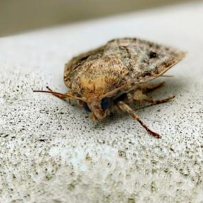 ���� ��������: ������ �����