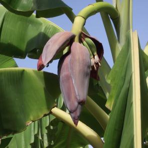 ���� ��������: Musa, banana