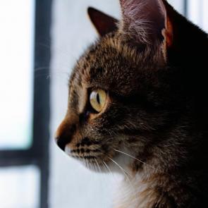����: ����