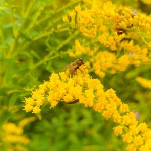 ���� ��������: 