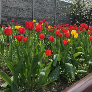 ����: ��������