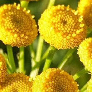 ����: 