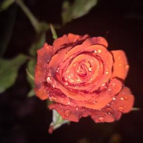 ����: ����� ����� 