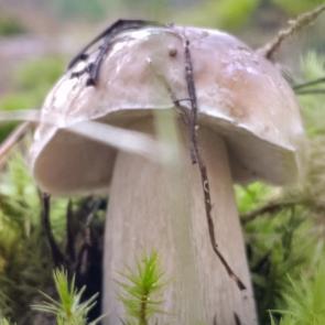 ����: �����