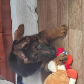 ���� ��������: 
