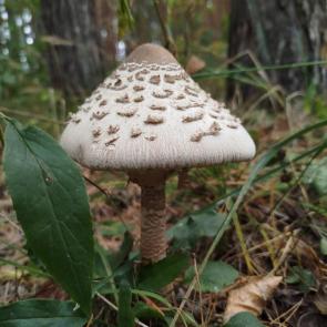 ���� ��������: ����