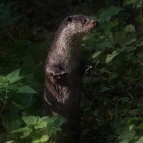 ���� ��������: 