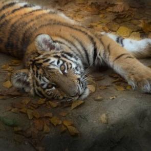 ���� ��������: 