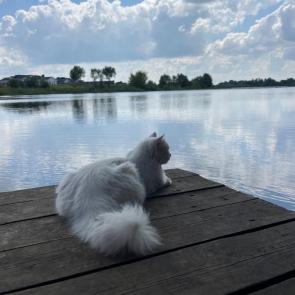 ����: 
