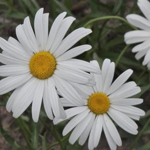 ����: 