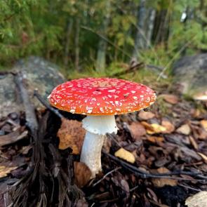 ����: 