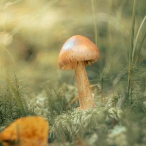 ����: 