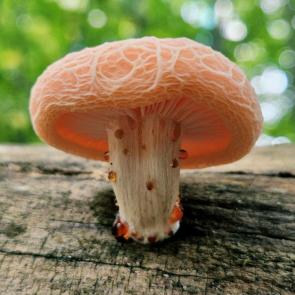 ����: �������