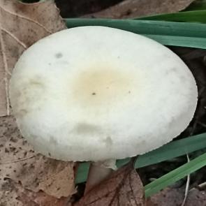 ����: 