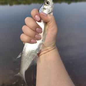 ����: 