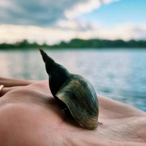 ����: ����� �����