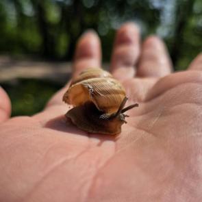 ����: �����