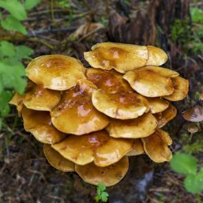 ����: �����