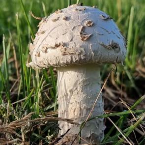 ����: �����