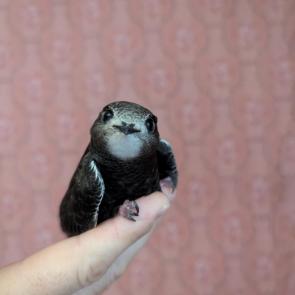 ����: �����