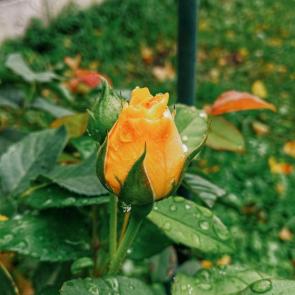 ����: 