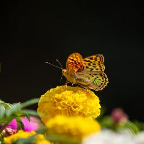 ���� ��������: 