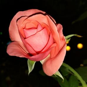 ����: �������� ������� ����