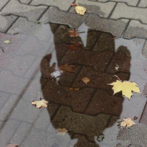 ����: 