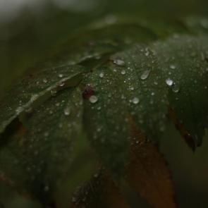 ����: ������� ������