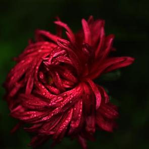 ����: 