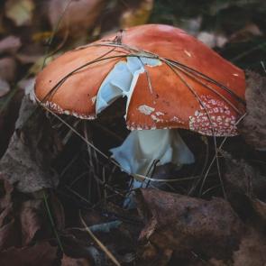 ����: 