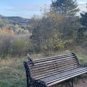 ����: �����