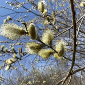 ���� ��������: 