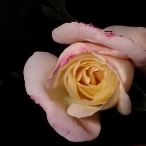 ����: 