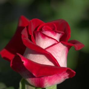 ����: ����