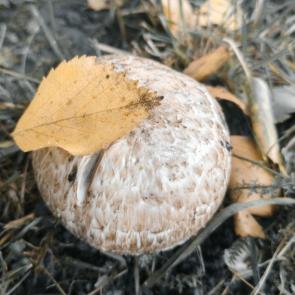 ���� ��������: ��� �������