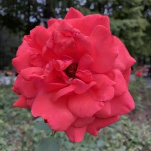 ����: 