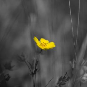 ����: 