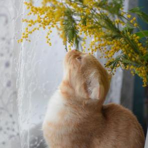 ����: 