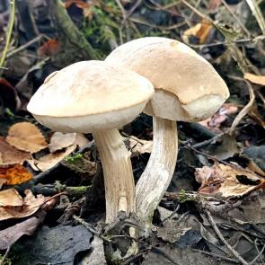 ����: ��� ������