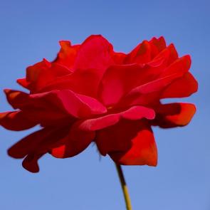 ����: 