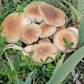 ����: 