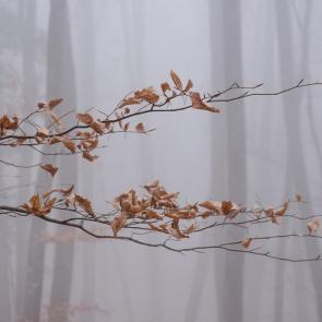 ����: �����