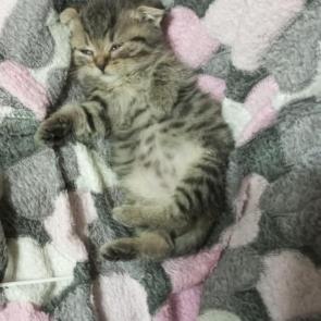 ����: ������